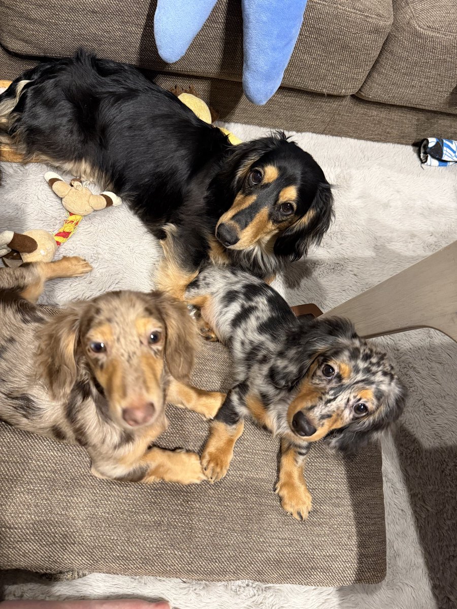 くりすけ tweet media