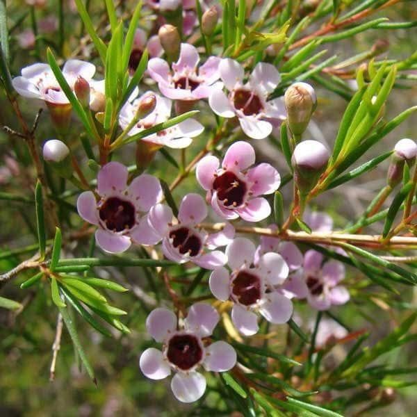 Naturepathway's tweet image. Be a wildflower in a field of roses. 🌼
​#WildflowerStateOfMind #BeYou #NatureDaily