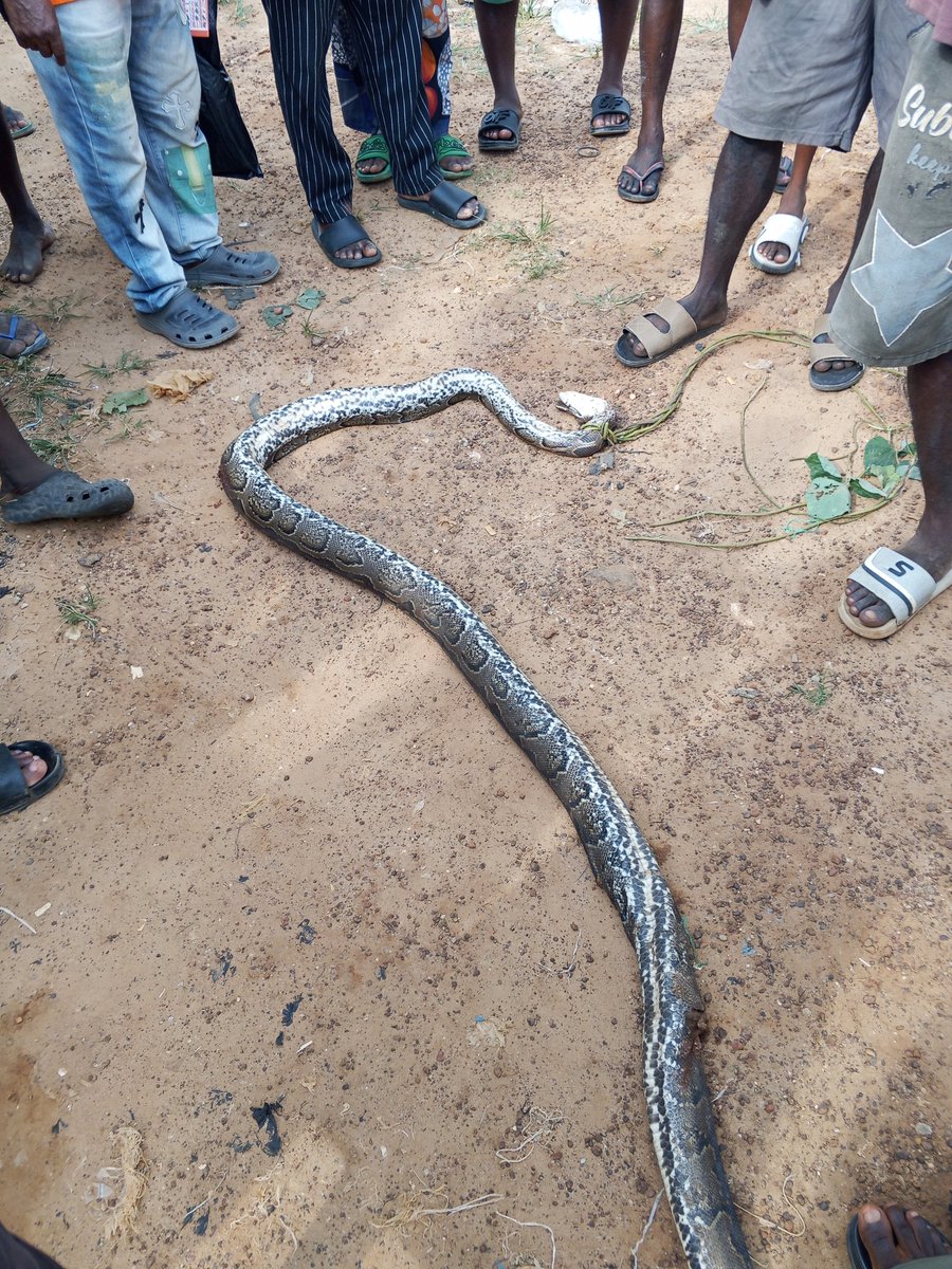 Mr. Balls tweet media