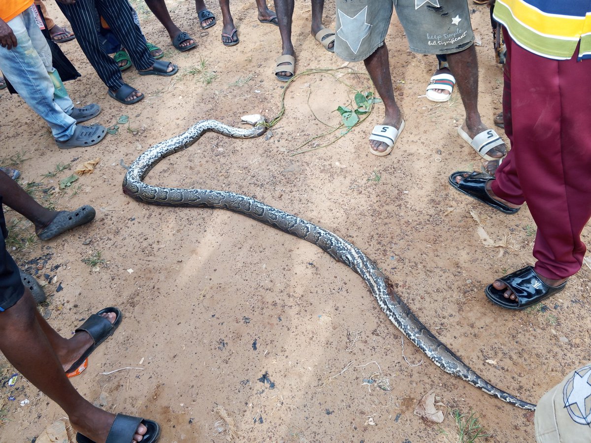 Mr. Balls tweet media