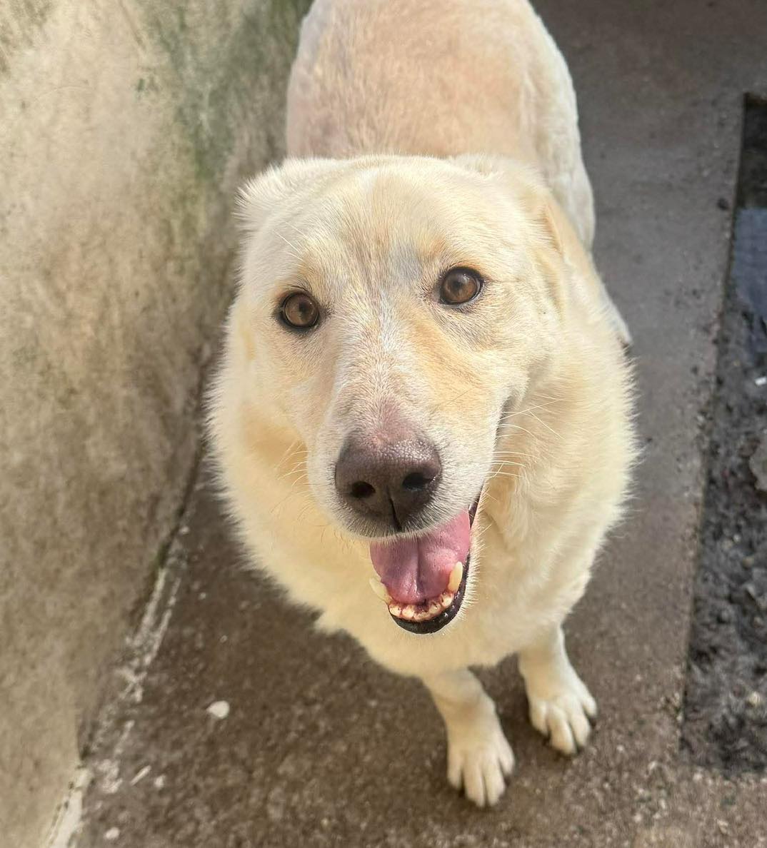 rescuedoggypaws's tweet image. Apollo is in #Preesall #LANCASHIRE 
He is quite dog friendly and loves his humans
Will always jump up and give you cuddles to greet you every time you go in his kennel.
oehfoundationdogrescue.com
#Preston #Blackpool #Lancaster #Morecambe #Wyre 
#Cleveleys #Fleetwood #KnottEnd