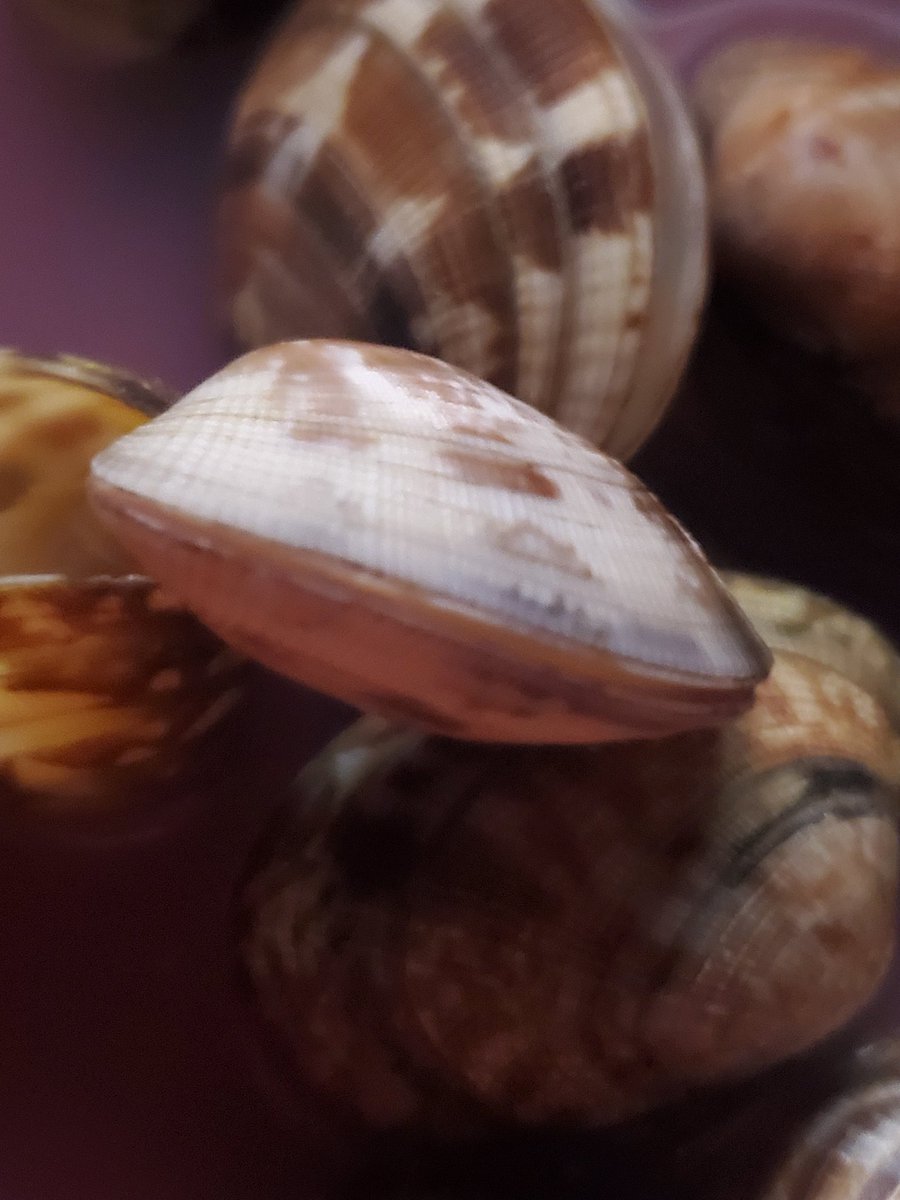 せっちゃん tweet media