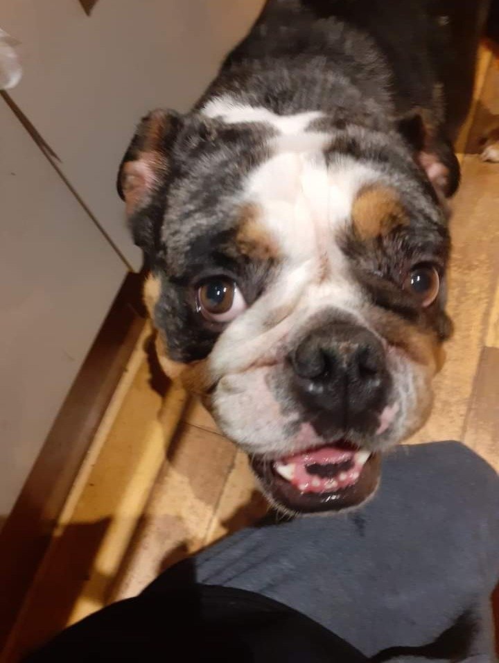 LukeBoy3393's tweet photo. @ThaFooster Awe bless him, Bruno is so adorable Fooster 😍. Dogs are truly wonderful and a man's best friend for life! They 100% help with mental health and got so much love to give. 
I got an English Bulldog called Pebbles, she's 5 years old and she has brought out the best in me ! https://t.co/5qfiv0QWsU