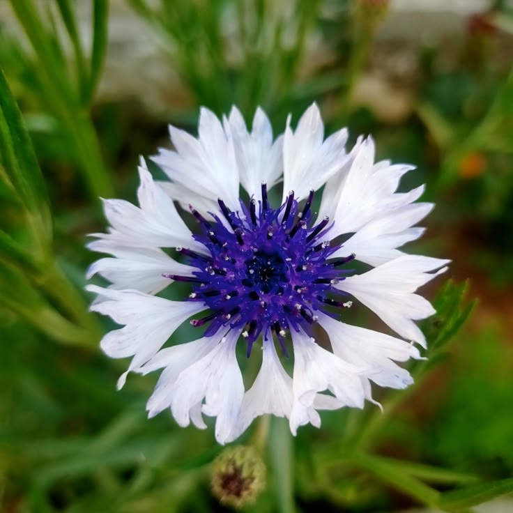 Naturepathway's tweet image. No comparisons, just growth. 🌿
​#SelfLove #BloomWhereYouArePlanted #Mindset