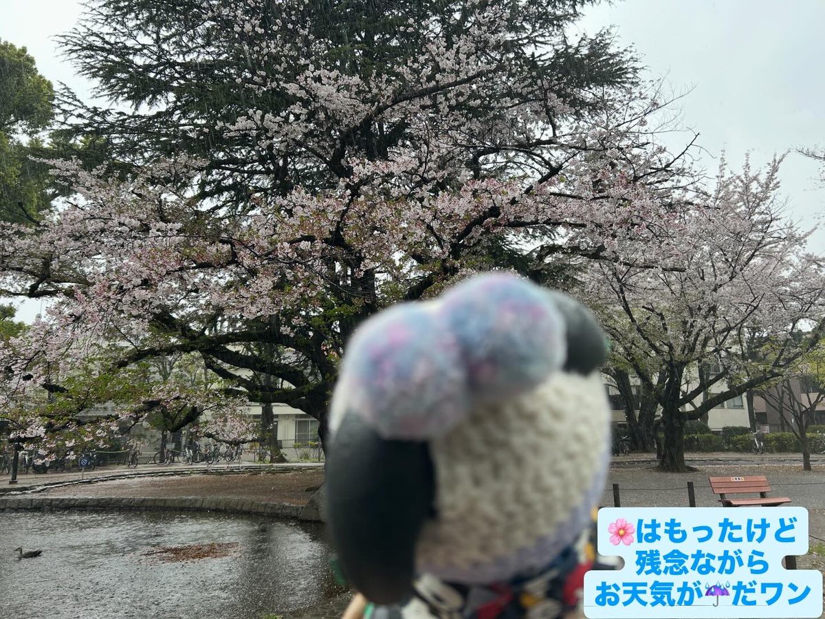 まっちゃん tweet media