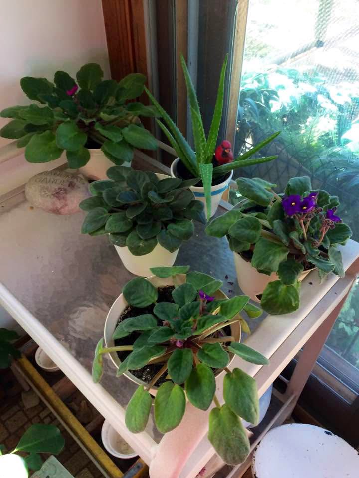 The Feral Cat Gang tweet media