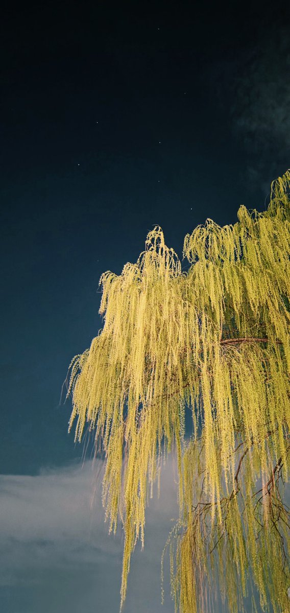 밤 벚꽃 구경갔다가 만난 수양버들
그리고 별들