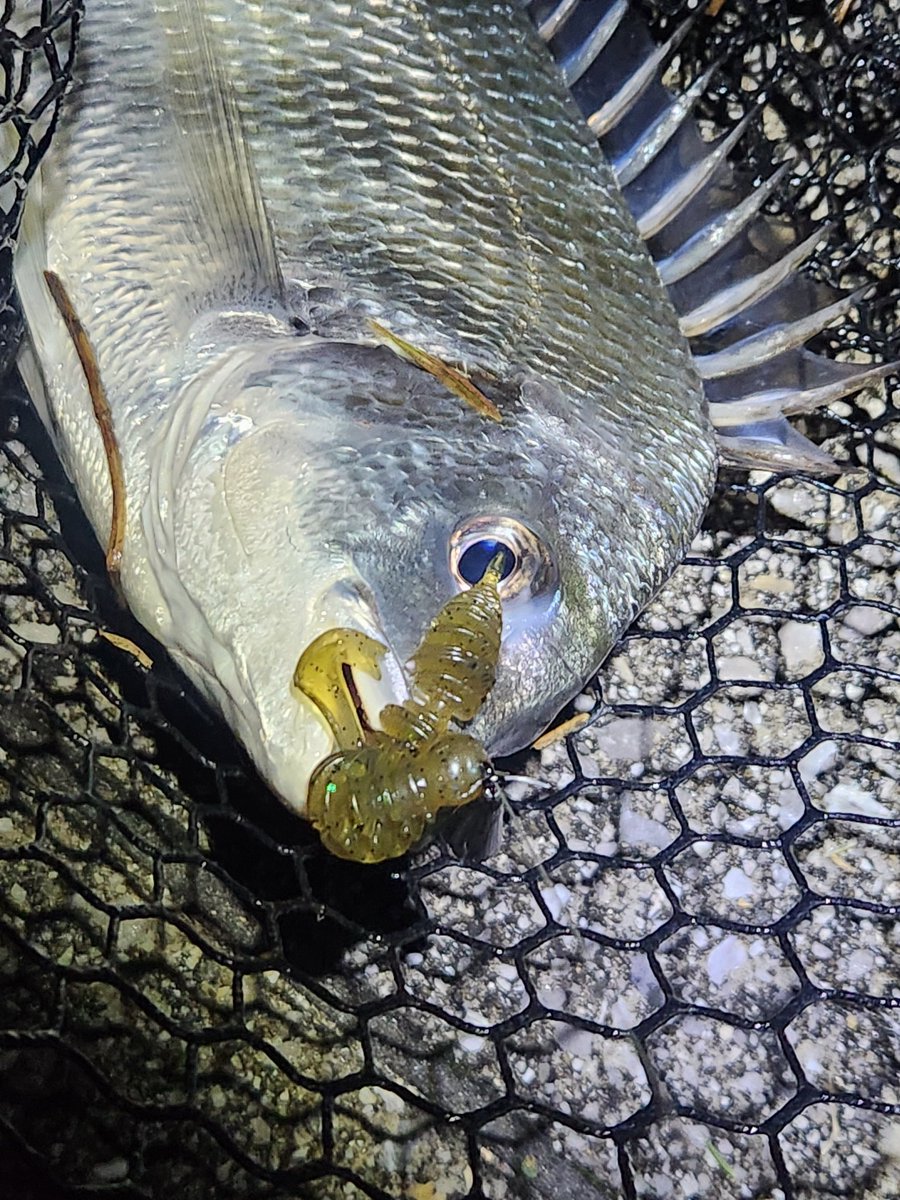 釣りに行く回数が多い人(回数さん) tweet media