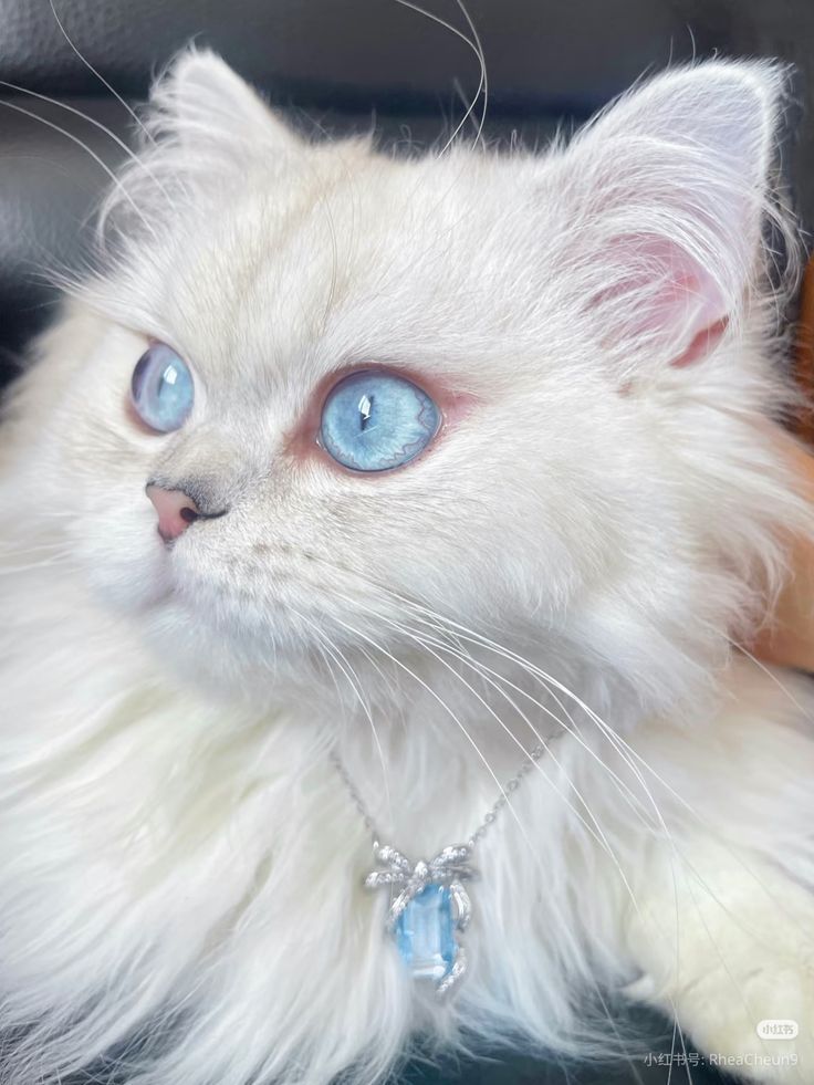 𝐄𝐥𝐥𝐢 tweet media