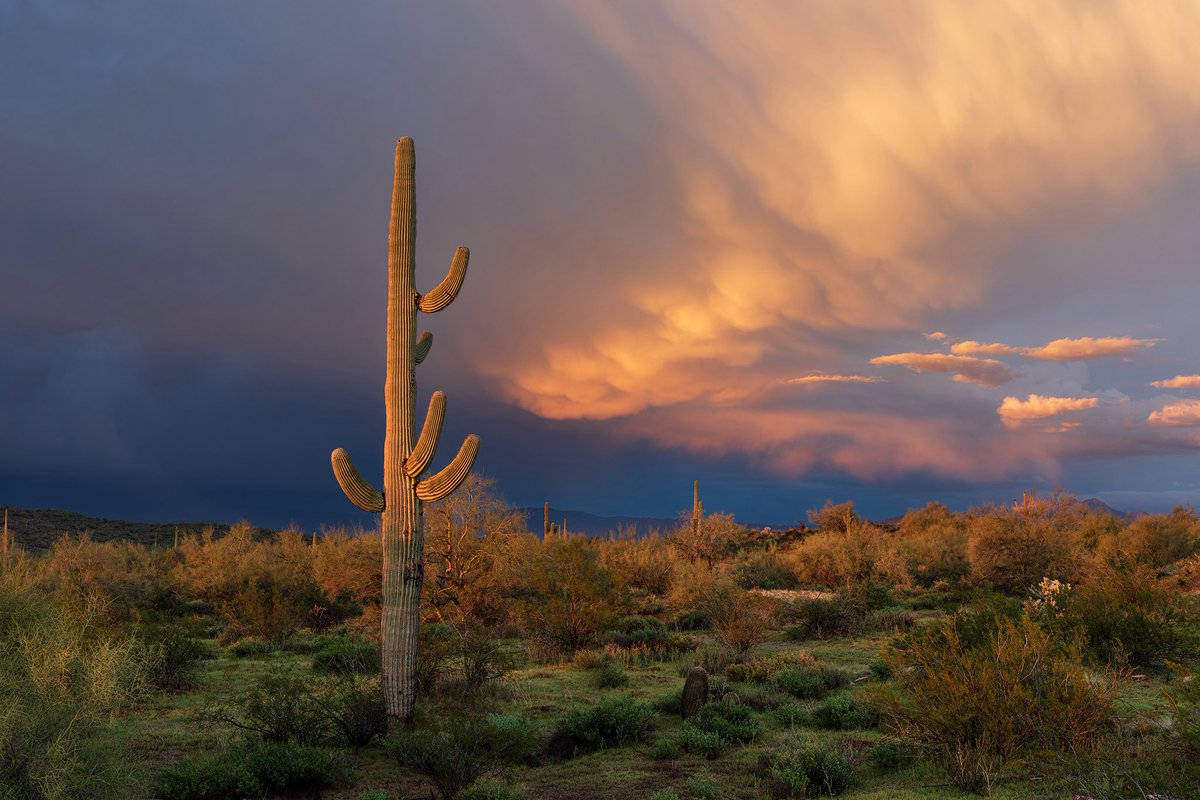 John Sirlin tweet media