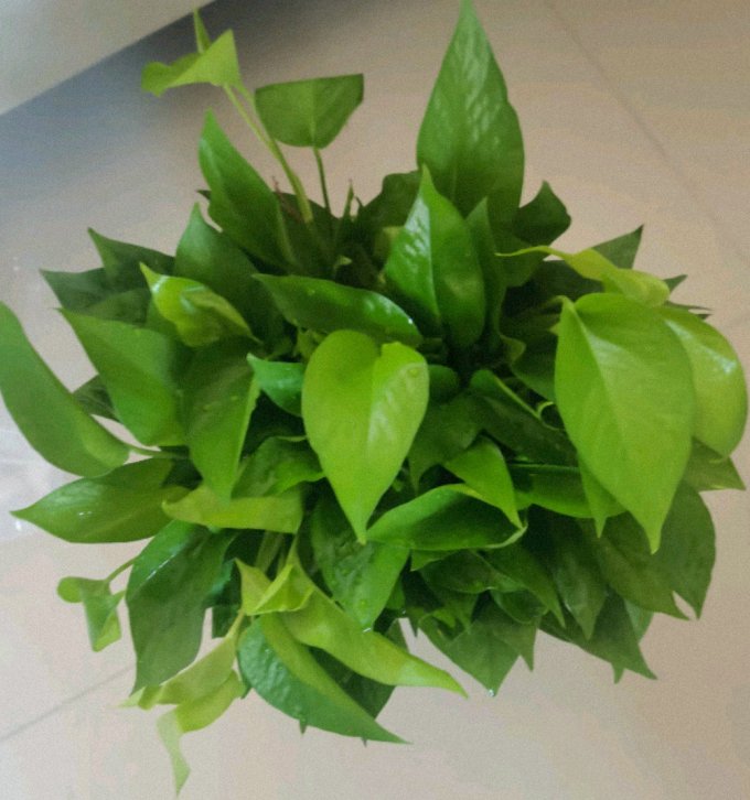 Haley dorak tweet media