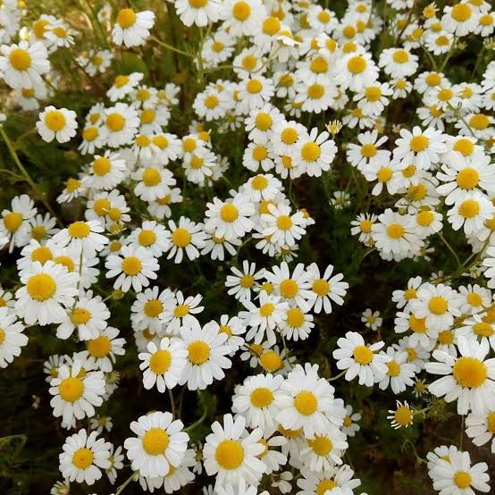 Mustafa Türkmen tweet media