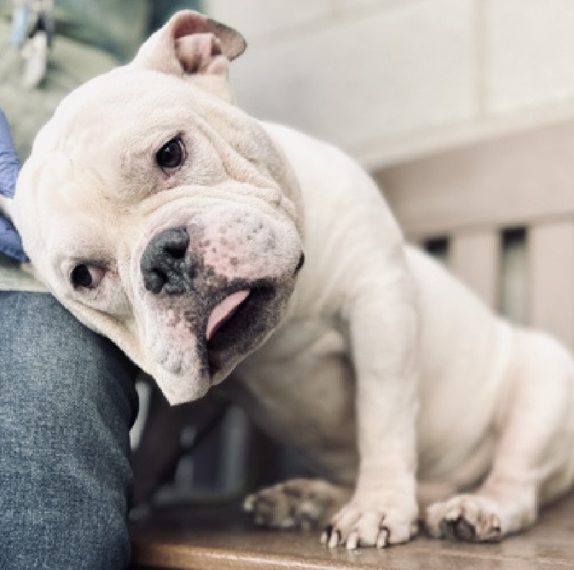 Moishe's Mom tweet media