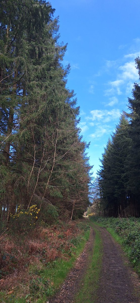 unouveaucompte_'s tweet image. #forêt #orne