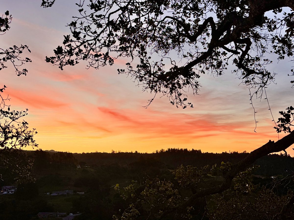 NativeSantaCruz's tweet image. 6:45am as I arrived to start a week of pet sitting at a hilltop estate in the Soquel Hills.