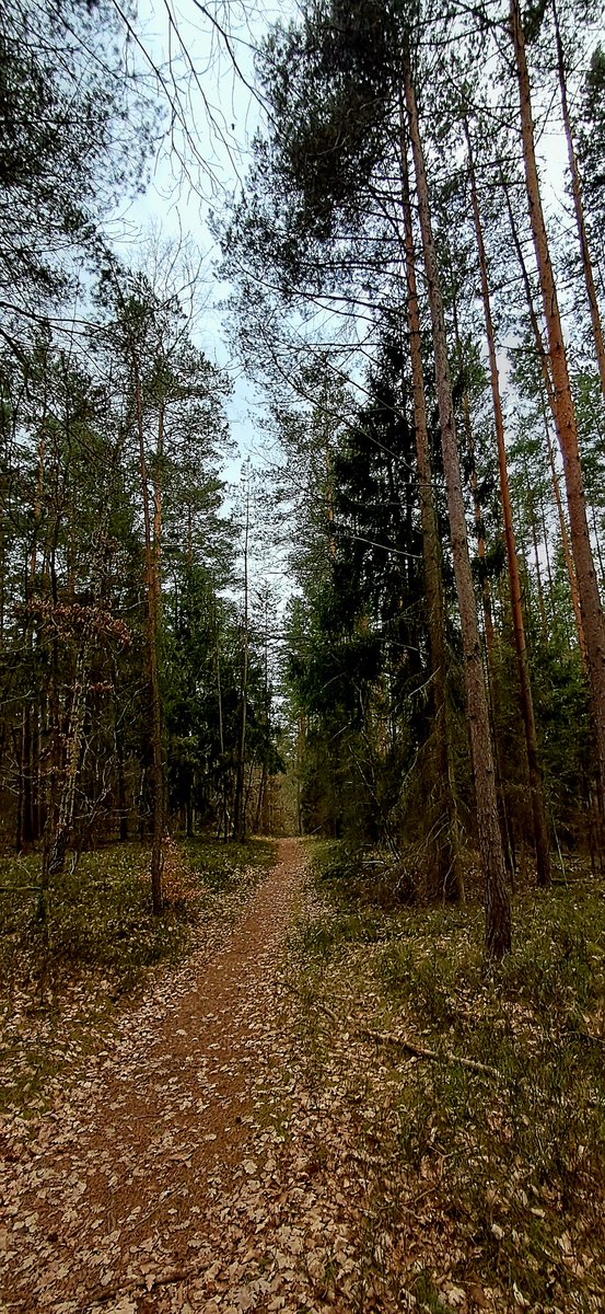 Mark #CSB 🖤💛🦭 tweet media