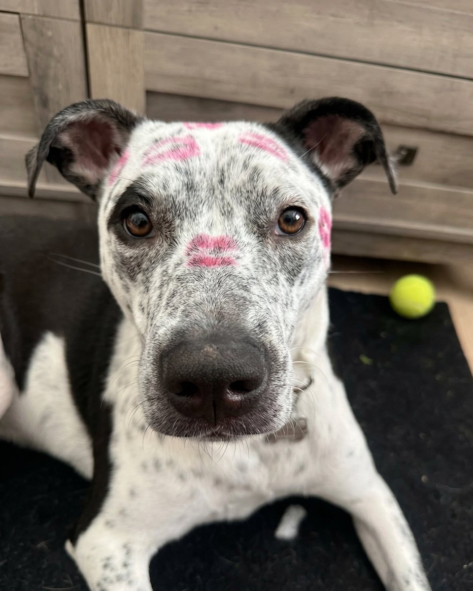 Pets Alive tweet media