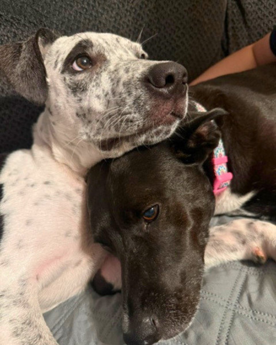 Pets Alive tweet media