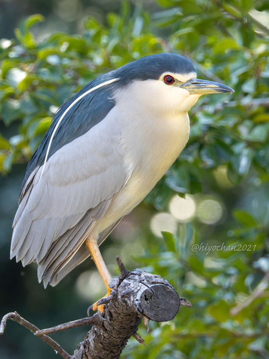 ひよちゃん tweet media