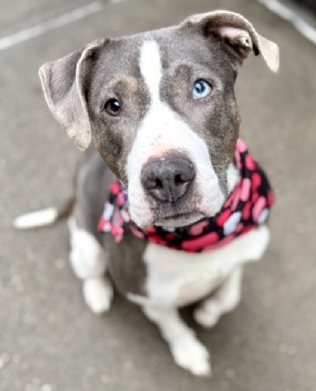 NMBewitched's tweet photo. We have waited 22 Days for photos🙄
Stoney😍
A girl, I messed up originally
This amazing girl is now in #PAC #MACC #AdoptionCenter
Social, sweet & ready to go Home
#AdoptMe
https://t.co/gCDBWVV275 https://t.co/qYUwUZQLhg