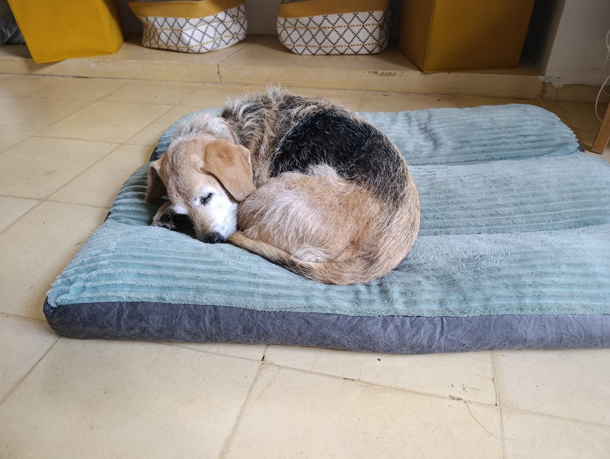 superdolphin ΘΔ 🦊🏳️‍⚧️🇵🇸🇺🇦🇨🇩🇸🇩 tweet media