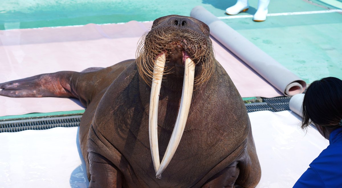 SaibaLucks,LLC/サイバラックス tweet media