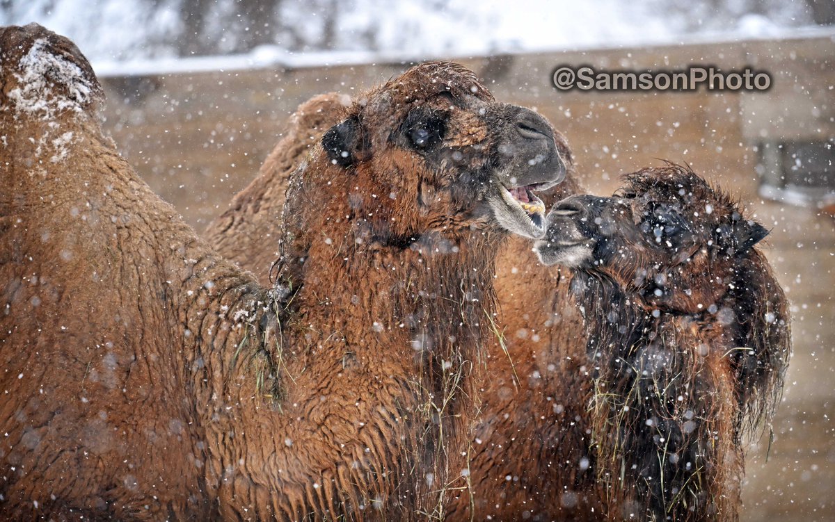 Dave Samson tweet media