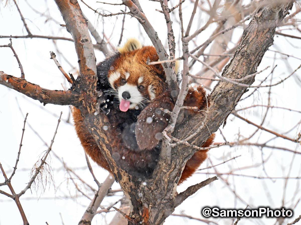 Dave Samson tweet media