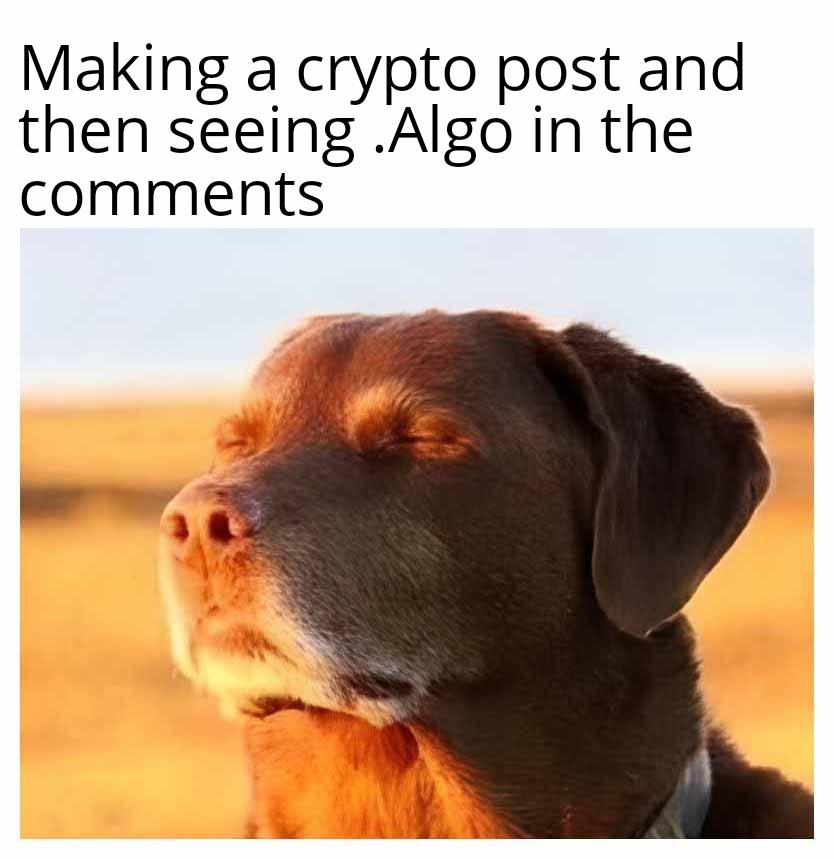 mrbluesky.algo tweet media