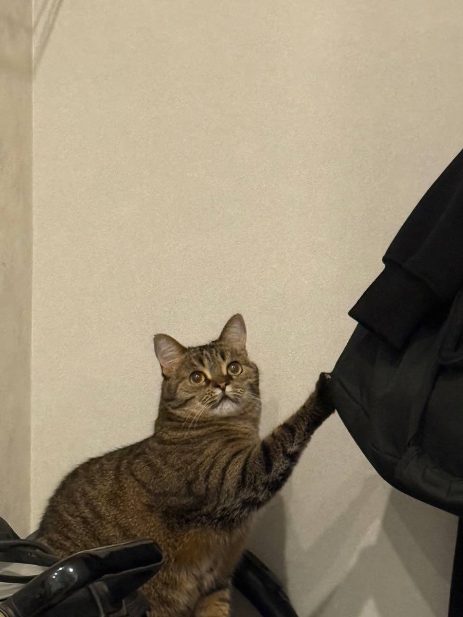 Томас Кан 🌶️ tweet media