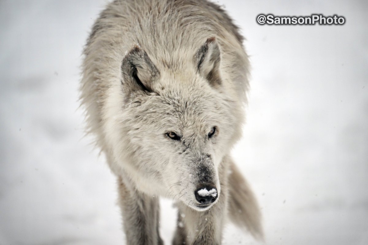 Dave Samson tweet media