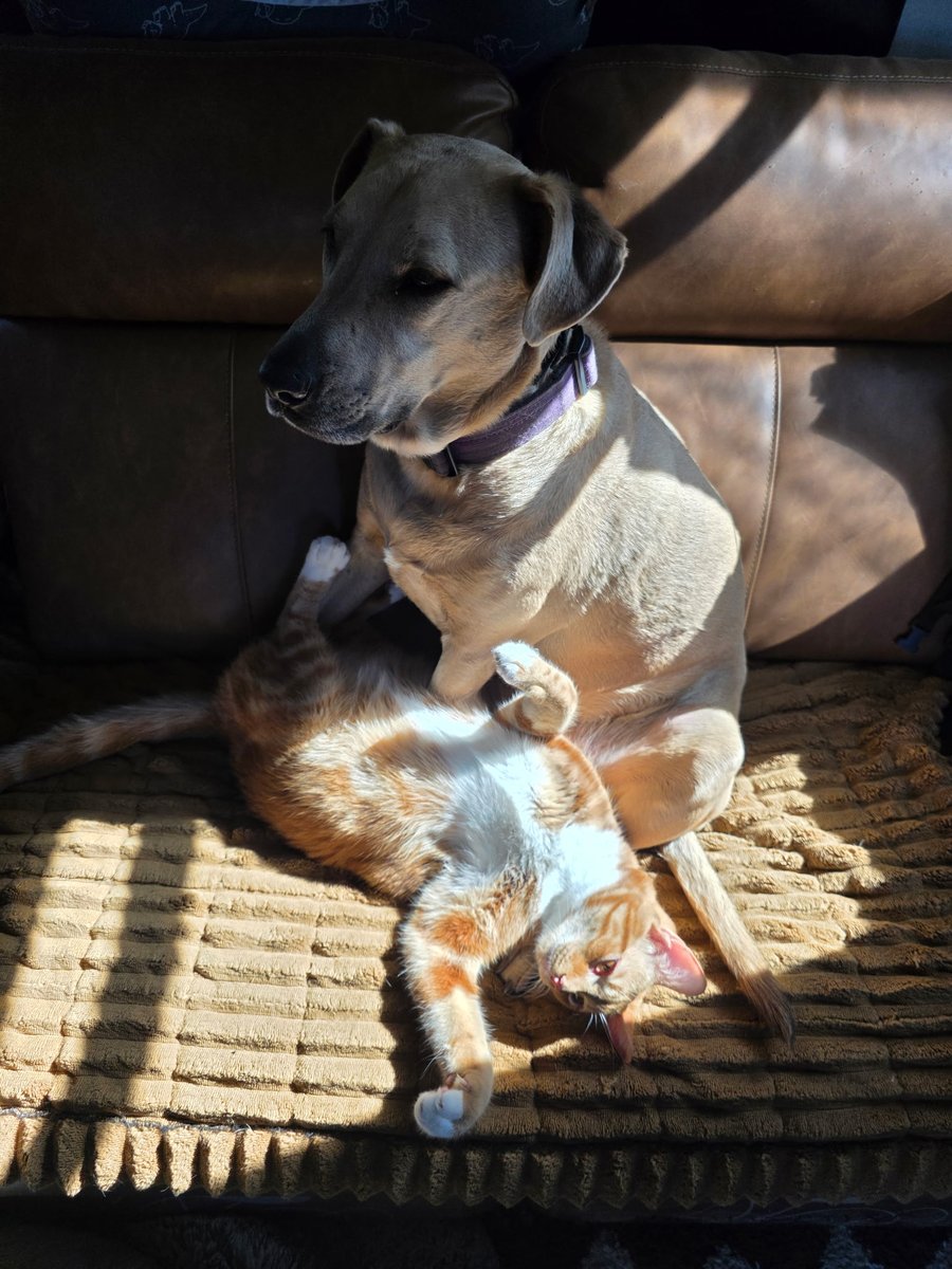 Kommvict 🇺🇸 tweet media