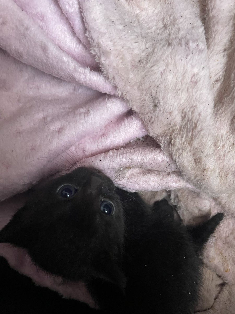 ozlembaytam tweet media