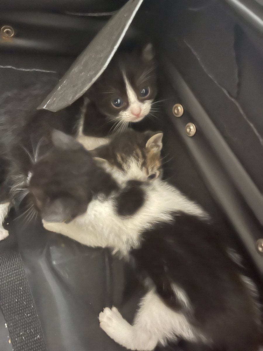 ozlembaytam tweet media