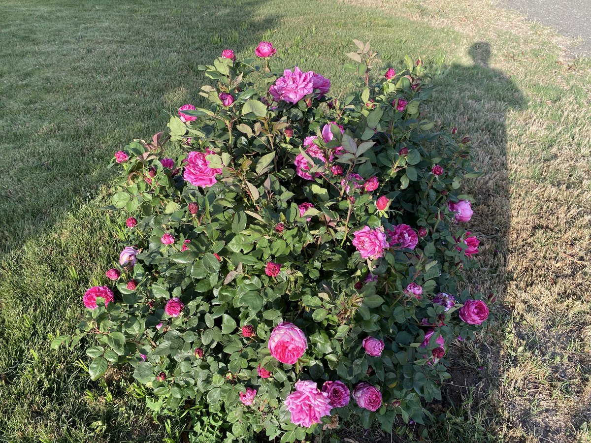 د.آل زلفة tweet media