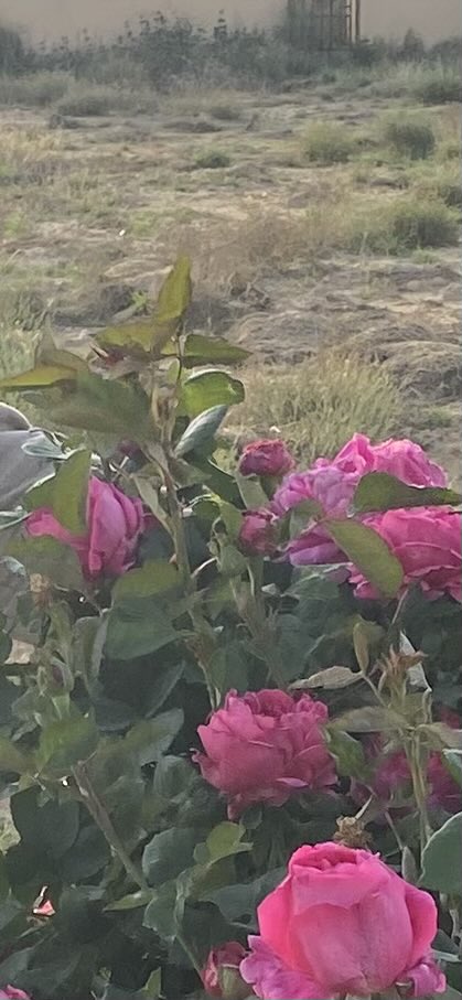 د.آل زلفة tweet media