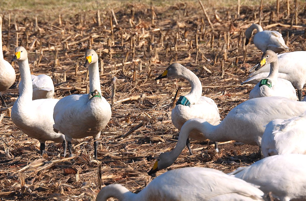 はぴにゃん tweet media