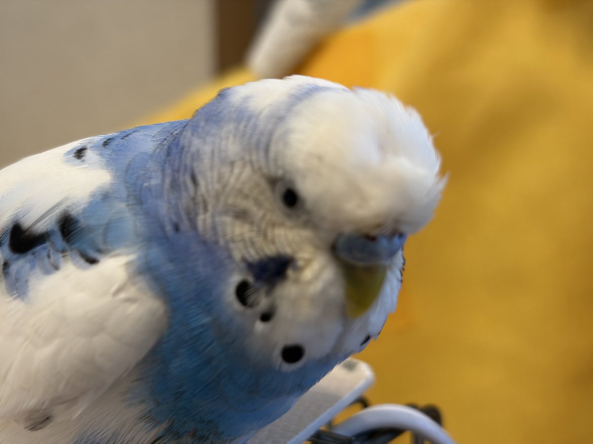 shiromaru tweet media