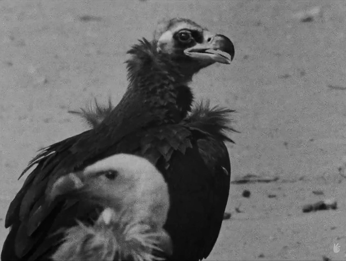 X-Ray Eyes  tweet media