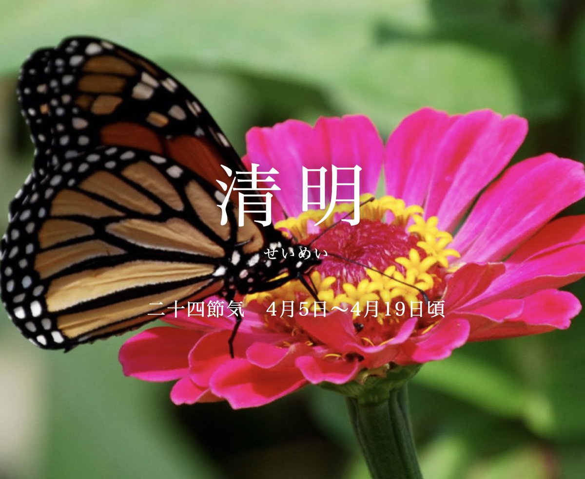 543life's tweet photo. 二十四節気は「清明（せいめい）」を迎えました。

清明とは万物が清らかで生き生きとした様子を表した「清浄明潔」という言葉を訳した季語です。
花が咲き、蝶が舞い、空は青く澄み渡り、爽やかな風が吹く頃です.。.:*・゜

▼二十四節気のページ「清明」
https://t.co/TfGIP10VaG https://t.co/eKawbJYM2z