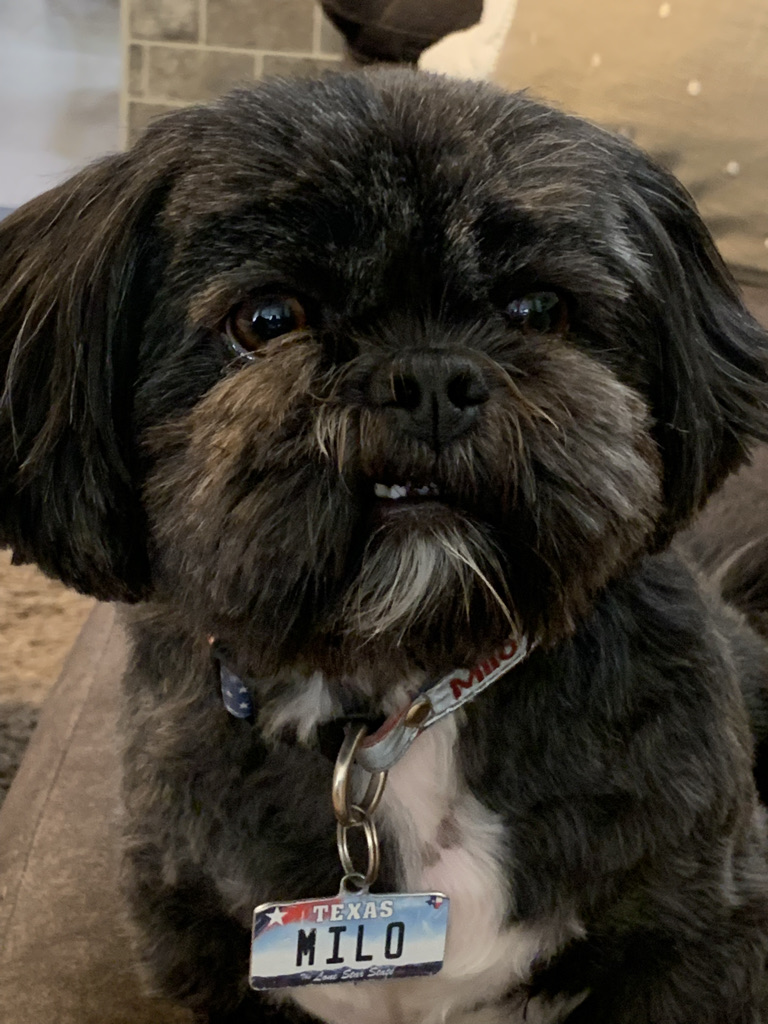 Michelle tweet media