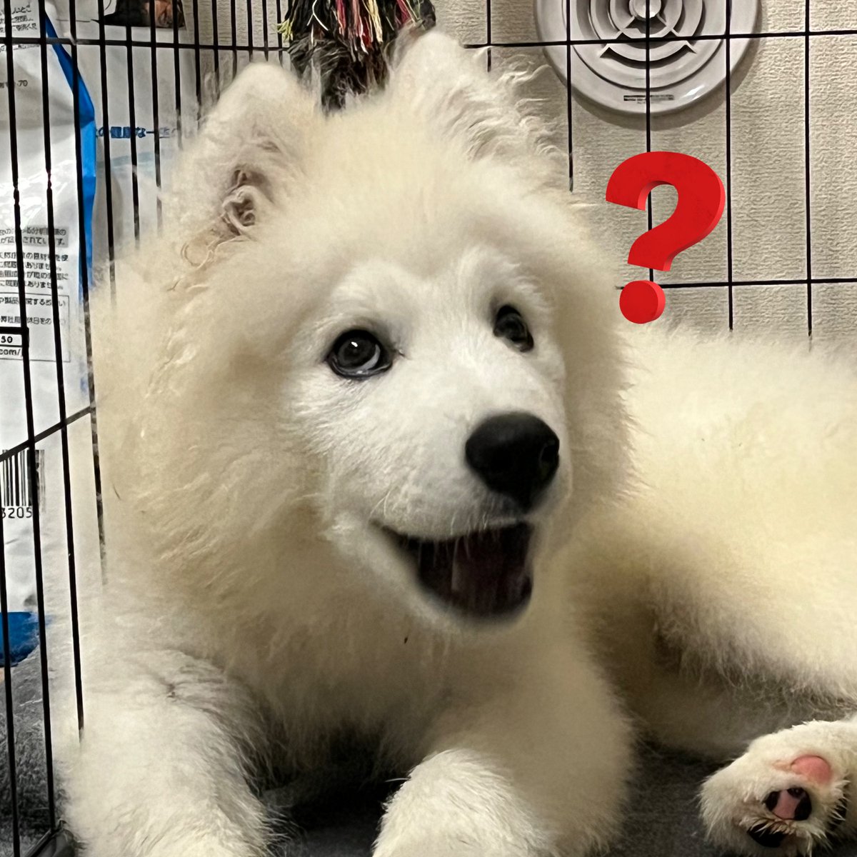 こもん tweet media