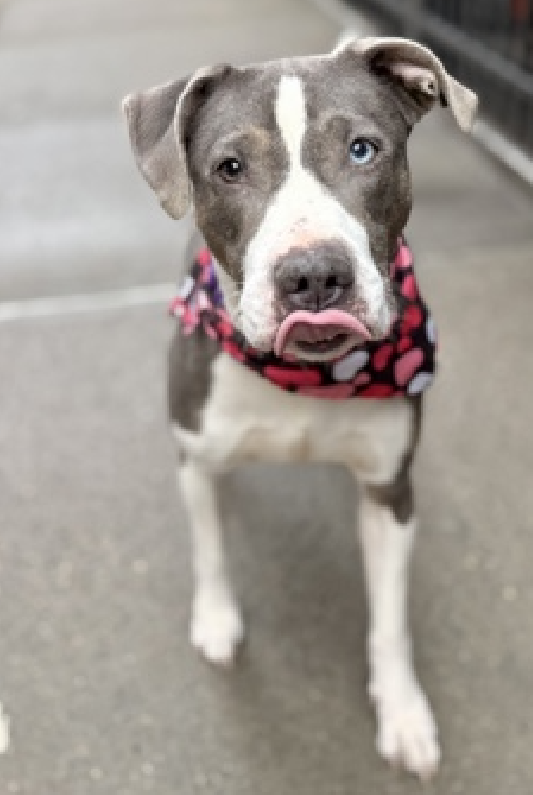 NMBewitched's tweet photo. We have waited 22 Days for photos🙄
Stoney😍
A girl, I messed up originally
This amazing girl is now in #PAC #MACC #AdoptionCenter
Social, sweet & ready to go Home
#AdoptMe
https://t.co/gCDBWVV275 https://t.co/qYUwUZQLhg