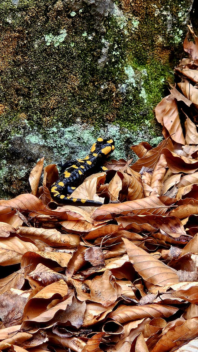 a (💥💥💥💥💥)🌱🍓🩹🐧 tweet media