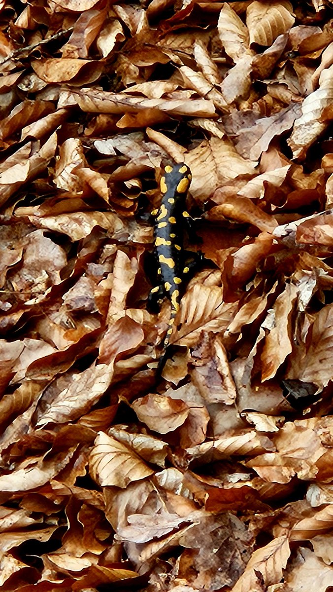 a (💥💥💥💥💥)🌱🍓🩹🐧 tweet media