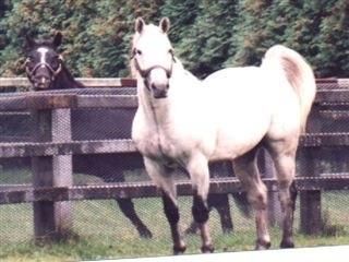 Sunday Silence? tweet media