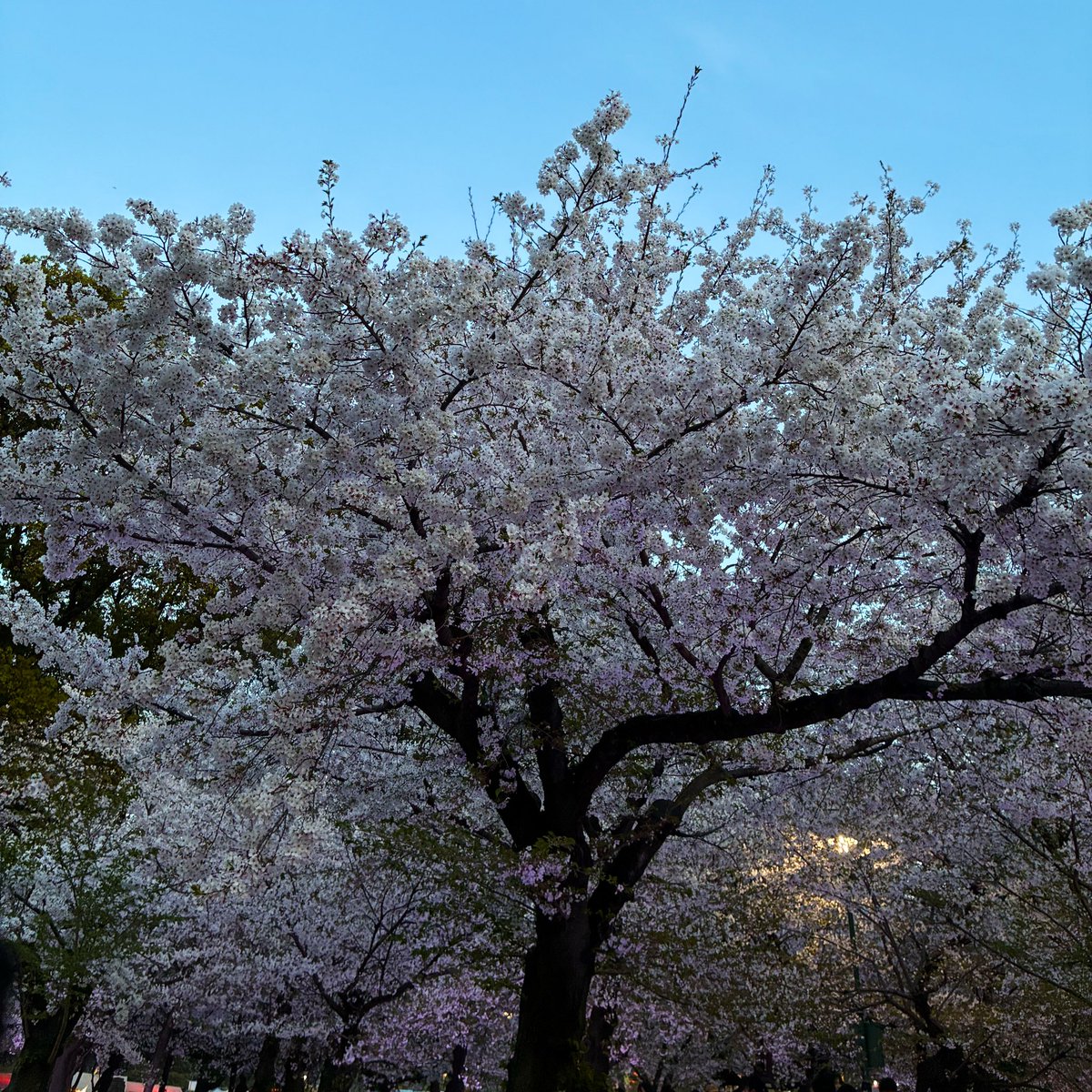 とわ。 tweet media