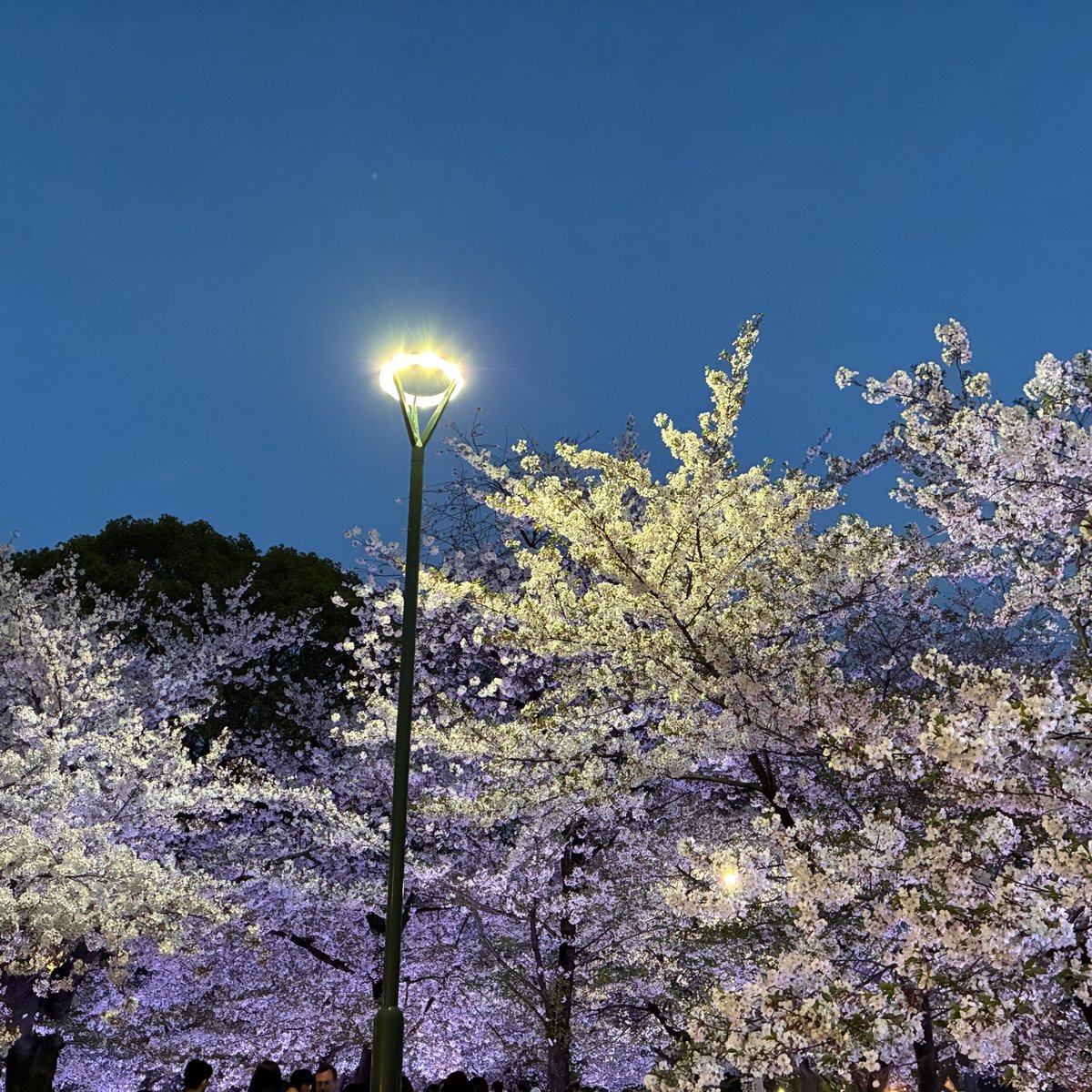 とわ。 tweet media