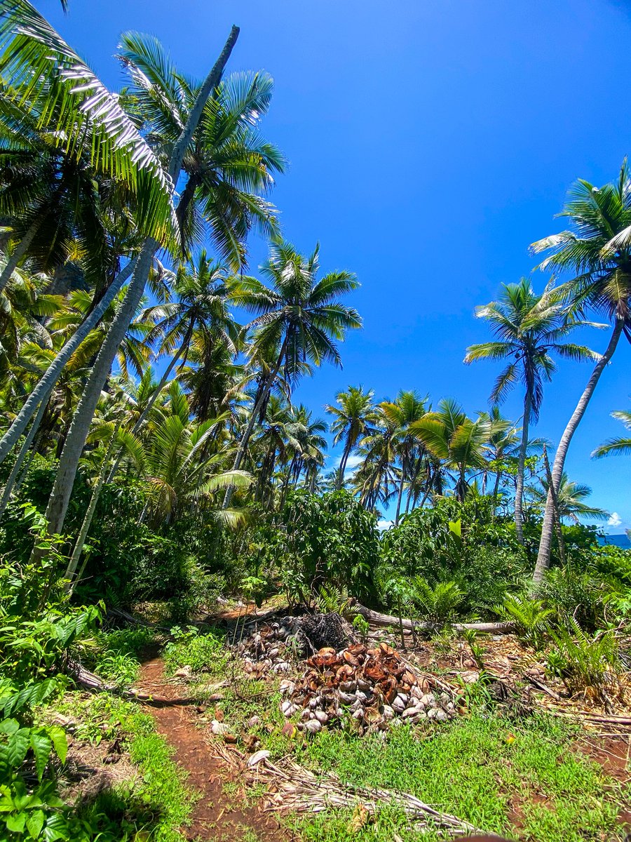 AbelVlogsRD's tweet photo. En Samaná hay un sendero, que está incluso marcado en Google Maps, que te lleva directamente a Playa Frontón. 

La gente suele ir en barco pero no sabe que también es posible hacerlo a pie. Son 9kms de ida en un terreno todo plano con mucha vegetación https://t.co/Ao4HKmBcWe