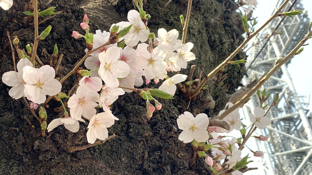 ゆう（建築すき） tweet media